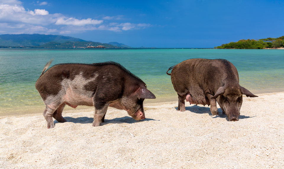 Pig Island (Koh Mudsum) + Five Island By Catamaran Luxuriously